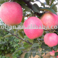 /msite/products/detail/productid/54855583/id/542998.html